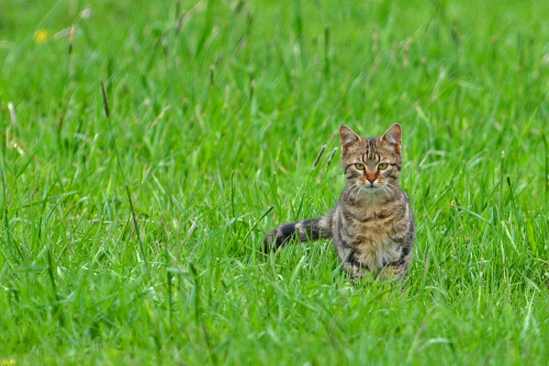 Wildkatze?

Aufnameort: Revier
