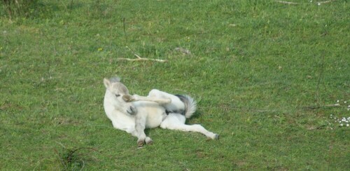 konik-fohlen-nachzucht-wildpferde-4628.jpeg