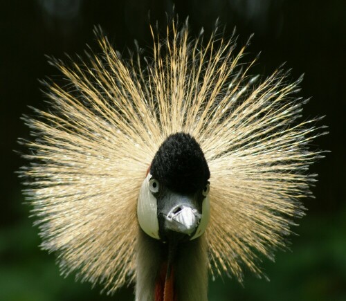 

Aufnameort: Zoo Landau
Kamera: SONY Alpha 350