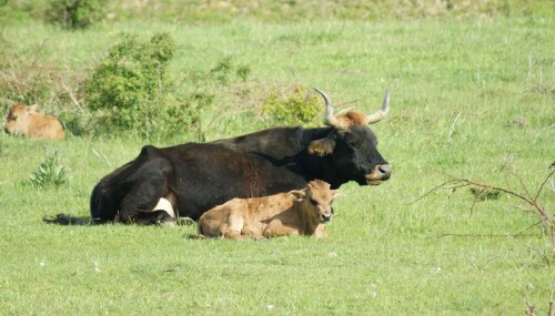 taurusrind-mit-kalb-4629.jpeg