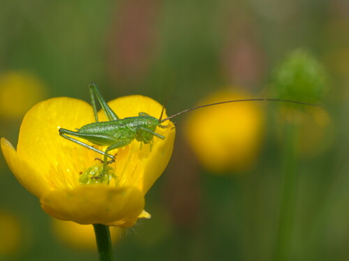 Grashüpfer in einer Hahnenfußblüte

Aufnameort: Rubenheim
Kamera: Olympus E520