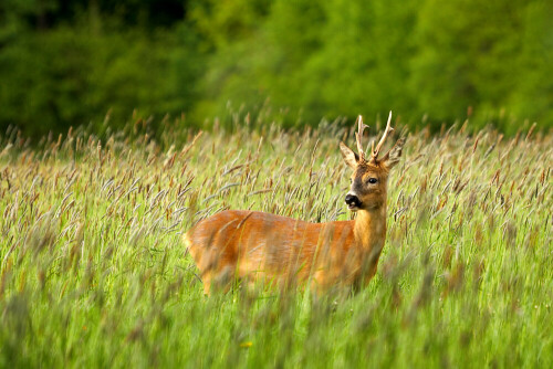 in einer Frühlingswiese entdeckte ich diesen gutveranlagten Rehbock.

Aufnameort: Münsterland
Kamera: Canon EOS 450D 400mm Bl. 7,1  1/160 sek. ISO 400