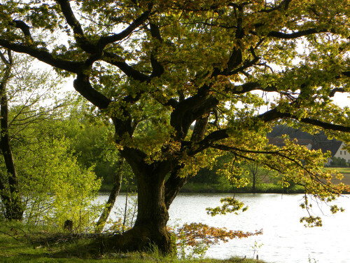 Eiche am Brunner Weiher

Aufnameort: Brunner Weiher, Gemeinde Ehingen am Hesselberg
Kamera: Nikon Coolpix P 90