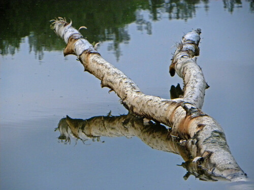 Reste einer Birke die vom Biber abgenagt wurde im Brunner Weiher

Aufnameort: Brunner Weiher, Gemeinde Ehingen am Hesselberg
Kamera: Nikon Coolpix P 90