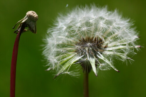 pusteblume-5572.jpeg