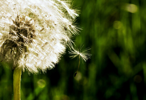 pusteblume-4759.jpeg