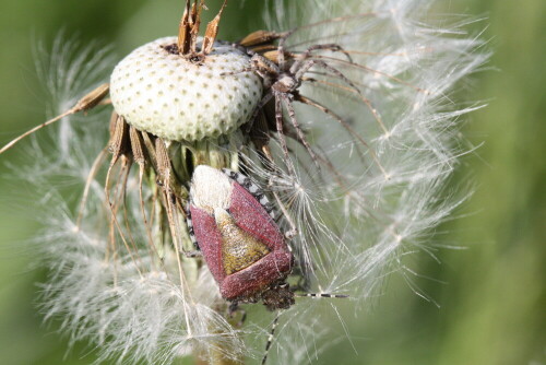 Die Wanzen (Heteroptera) sind Insekten und gehören zur Ordnung der Schnabelkerfe (Hemiptera). Von den weltweit etwa 40.000 bekannten Arten leben in Europa circa 1.000.

Aufnameort: Blönsdorf
Kamera: EOS300D