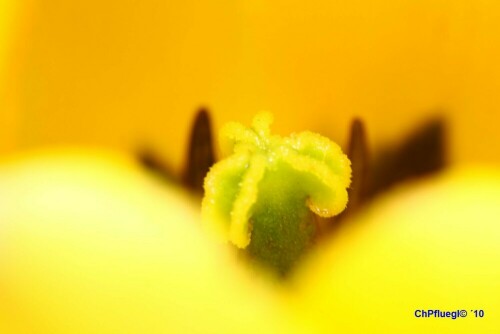 Makroaufnahme einer Tulpe

Aufnameort: Mardetschlag/Österreich
Kamera: EOS 30D, Objektiv: Makro 90mm 1:2,8