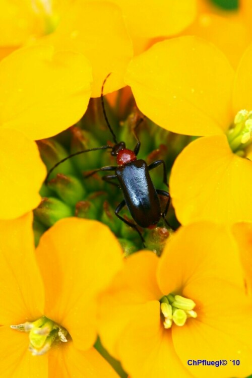 Ein Bockkäfer auf einer Blüte

Aufnameort: Mardetschlag/Österreich
Kamera: EOS 30D, Objektiv: Makro 90mm 1:2,8