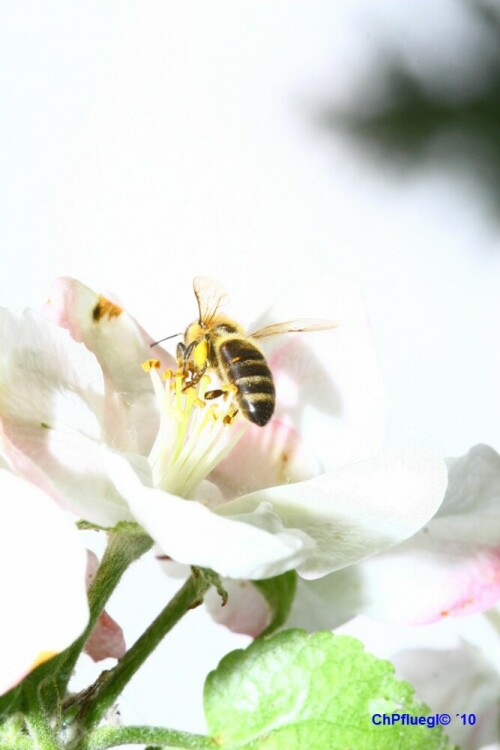 Biene bei der Nahrungsaufnahme

Aufnameort: Mardetschlag/Österreich
Kamera: EOS 30D, Objektiv: Makro 90mm 1:2,8