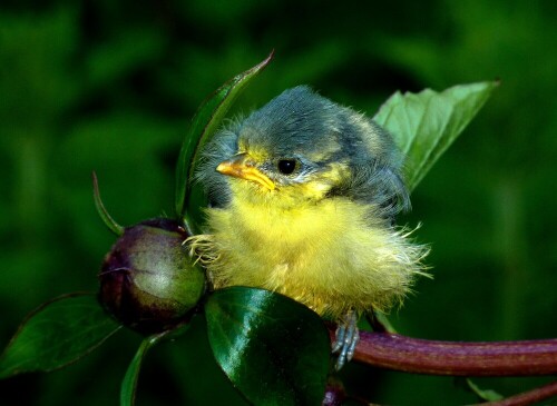 blaumeise-parus-caeruleus-jungvogel-11171.jpeg