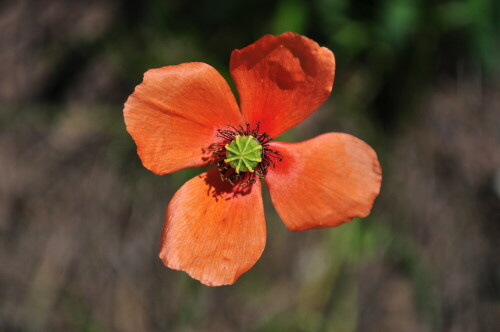 mohn-am-wegesrand-4859.jpeg