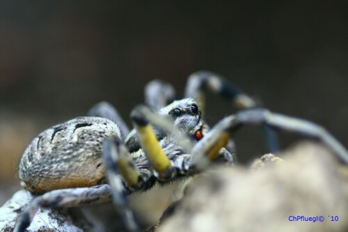 Das ist eine Springspinne

Aufnameort: Botanischer Garten, Graz
Kamera: EOS 30D, Objektiv: Makro 90mm 1:2,8