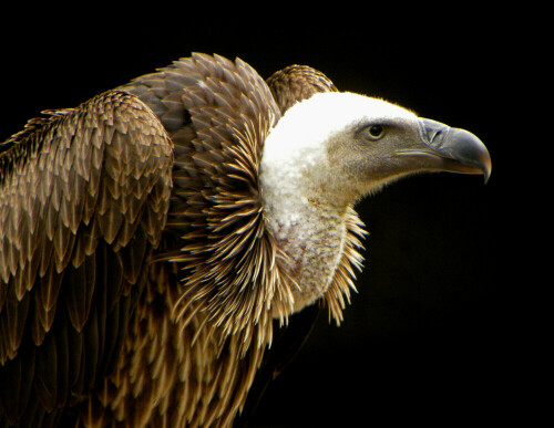 

Aufnameort: Tierpark Tripsdrill
Kamera: Nikon Coolpix P 90