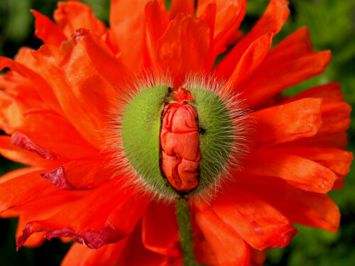 eine sich öffnende Mohnblüte vor einer bereits geöffneten Blüte

Aufnameort: 91746 Weidenbach
Kamera: Nikon Coolpix P 90