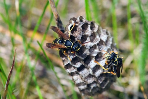 feldwespen-polistes-cf-nimpha-am-papiernest-11818.jpeg