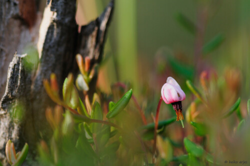 moosbeere-vaccinium-macrocarpon-4713.jpeg