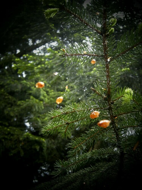 

Aufnameort: Rothaarsteig / Bayrischer Wald
Kamera: Nikon, Coolpix P5100