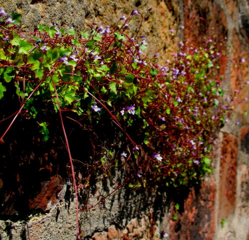 Mauerzimbelkraut - eines der schönsten Marburger Mauerblümchen

Aufnameort: Alte Stadtmauer, Marburg/Lahn. 03.06.2010
Kamera: Canon Power Shot A620 1/1000; 2,8; 7,3mm