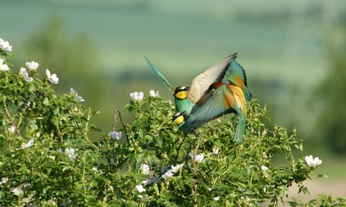 bienenfresser-bei-der-paarung-4712.jpeg