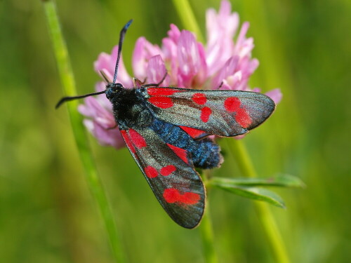 Widderchen (Schmetterling) auf einer Kleeblüte

Aufnameort: Rubenheim
Kamera: Olympus E520