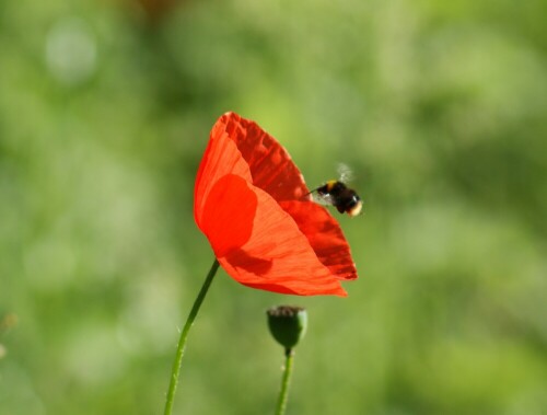 mohn-mit-hummel-4709.jpeg