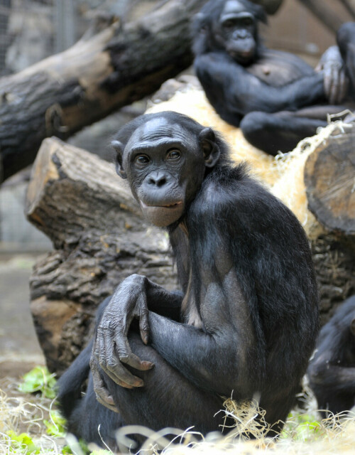 

Aufnameort: Zoo Frankfurt
Kamera: Nikon D3