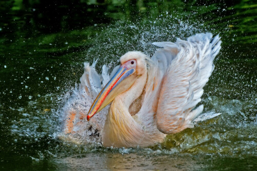 

Aufnameort: Zoo Frankfurt
Kamera: Nikon D3