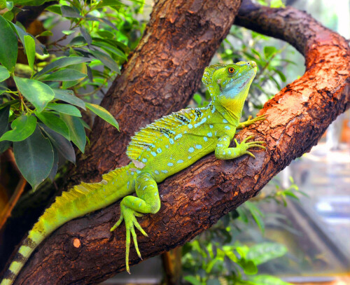 

Aufnameort: Zoo Frankfurt
Kamera: Nikon D3