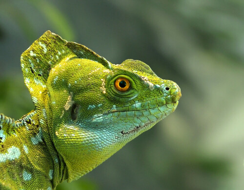 

Aufnameort: Zoo Frankfurt
Kamera: Nikon D3