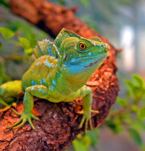 

Aufnameort: Zoo Frankfurt
Kamera: Nikon D3