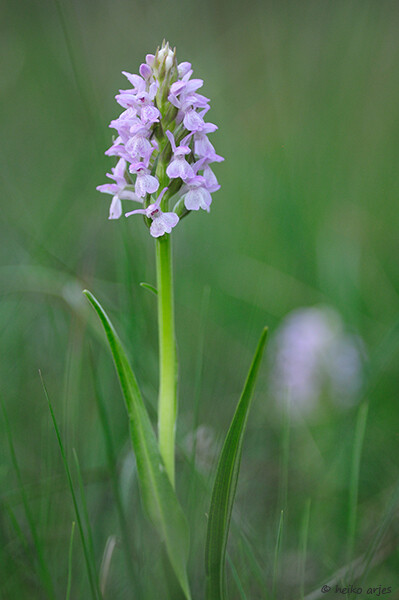 torfmoos-knabenkraut-dactylorhiza-sphagnolica-4747.jpeg