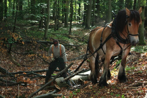 Im schweren Gelände ist die Arbeit des Holzrückers mit dem Pferd die einzige und kostengünstige Alternative

Aufnameort: Bei Lüchow im Landkreis Lüchow-Dannenberg
Kamera: Canon 450D