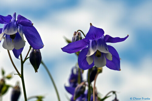 

Aufnameort: Botanischer Garten, München
Kamera: Nikon D300s