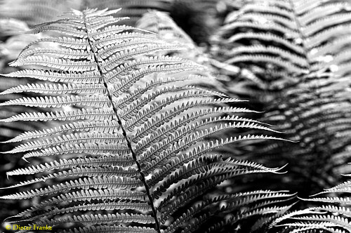 

Aufnameort: Botanischer Garten, München
Kamera: Nikon D300s