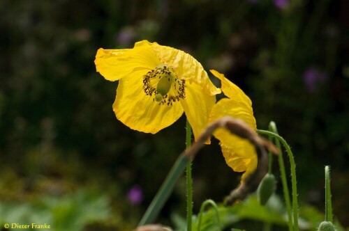 

Aufnameort: Botanischer Garten, München
Kamera: Nikon D300s