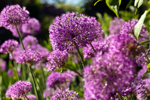 

Aufnameort: Botanischer Garten, München
Kamera: Nikon D300s