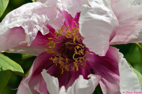 

Aufnameort: Botanischer Garten, München
Kamera: Nikon D300s