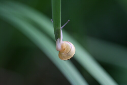 Die kleine Schnecke vollführte einen wahren Ballanceakt.

Aufnameort: Eigener Garten
Kamera: EOS 400D