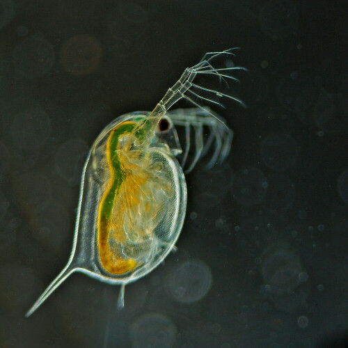 Wasserfloh im provisorischen Dunkelfeld ca. 50x vergrößert

Aufnameort: ------
Kamera: Nikon D50 + Bresser Mikroskop