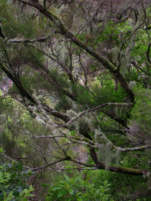 

Aufnameort: Madeira
