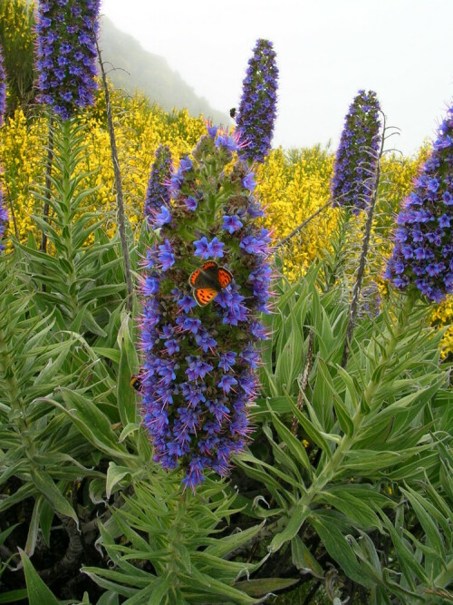 Auf dem Weg zum Gipfel des Pico Arieiro ein Meer aus gelben Ginster und der "Stolz Madeiras" mit Schmetterling

Aufnameort: Madeira
Kamera: Nikon Coolpix