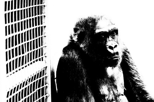 Affen gehören nicht in Zoos.
Sie haben ein Recht auf Freiheit wie jeder Mensch auch.


Kamera: 50D