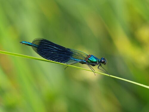 Prachtlibelle am Weiher, im Schilf

Aufnameort: Rubenheim
Kamera: Olympus E520