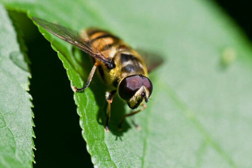 Fliege auf der Suche nach Nahrung

Aufnameort: Bad Rappenau
Kamera: Canon Eos 50D