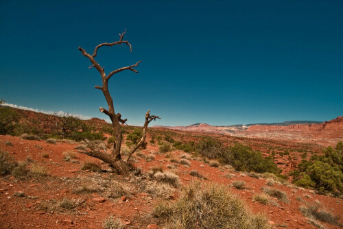 Ein einsamer verdorrter baum in der leere der Wüste.

Aufnameort: USA
Kamera: Canon EOS 400D