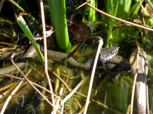 Ringelnatter auf Froschfang

Aufnameort: Köln-Dünnwald Teich im Garten
Kamera: Samsung