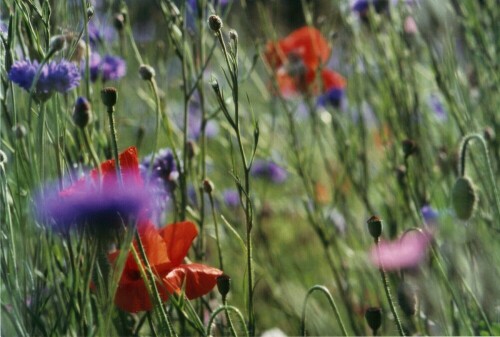 Schöne Farben

Aufnameort: Hamburg - Park
