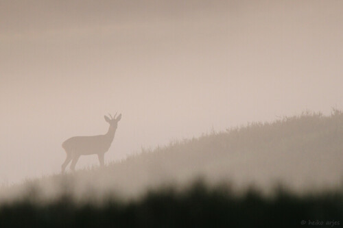 rehbock-im-morgennebel-5233.jpeg