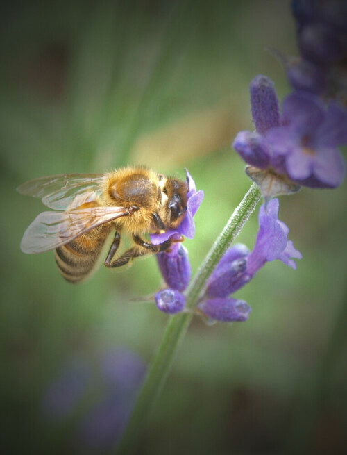 biene-im-lavendel-4917.jpeg